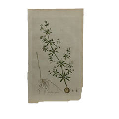 William Curtis First Edition Botanical Engravings