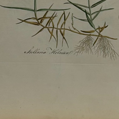 William Curtis First Edition Botanical Engravings