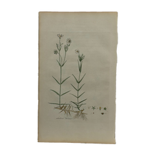 William Curtis First Edition Botanical Engravings