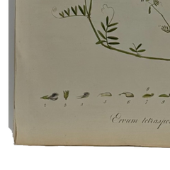 William Curtis First Edition Botanical Engravings
