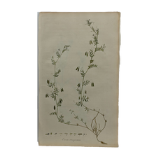 William Curtis First Edition Botanical Engravings