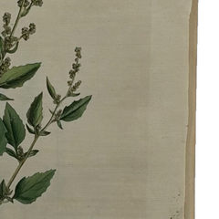 William Curtis First Edition Botanical Engravings