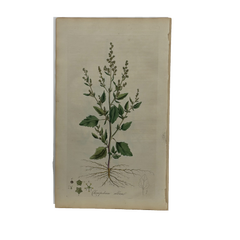 William Curtis First Edition Botanical Engravings
