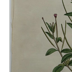 William Curtis First Edition Botanical Engravings