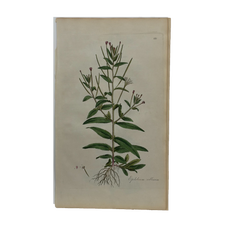 William Curtis First Edition Botanical Engravings