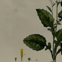 William Curtis First Edition Botanical Engravings