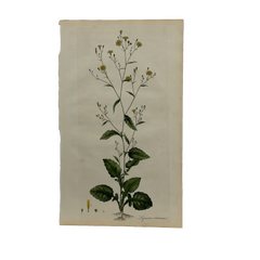 William Curtis First Edition Botanical Engravings