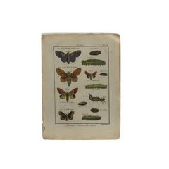 18th Century French Hand-Colored Butterfly and Moth Engraving, circa 1778