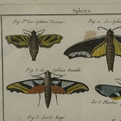 18th Century French Hand-Colored Butterfly and Moth Engraving, circa 1778