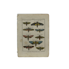18th Century French Hand-Colored Butterfly and Moth Engraving, circa 1778