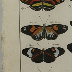 18th Century French Hand-Colored Butterfly and Moth Engraving, circa 1778