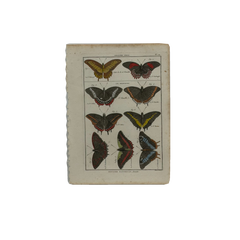 18th Century French Hand-Colored Butterfly and Moth Engraving, circa 1778