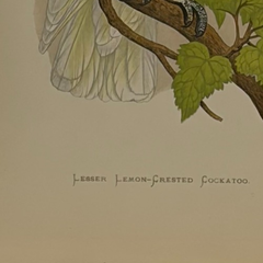 19th Century English Color Parrot Bird Print, Parrots in Captivity, 1884–1887