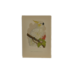 19th Century English Color Parrot Bird Print, Parrots in Captivity, 1884–1887