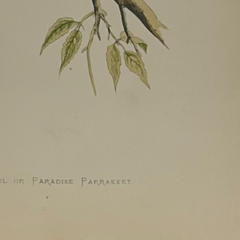 19th Century English Color Parrot Bird Print, Parrots in Captivity, 1884–1887