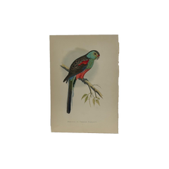 19th Century English Color Parrot Bird Print, Parrots in Captivity, 1884–1887