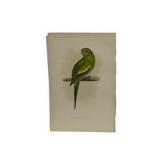 19th Century English Color Parrot Bird Print, Parrots in Captivity, 1884–1887