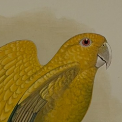 19th Century English Color Parrot Bird Print, Parrots in Captivity, 1884–1887