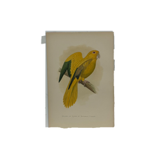 19th Century English Color Parrot Bird Print, Parrots in Captivity, 1884–1887