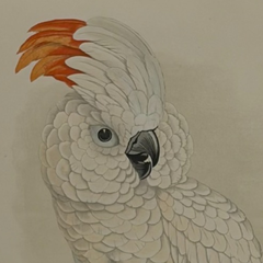 19th Century English Color Parrot Bird Print, Parrots in Captivity, 1884–1887