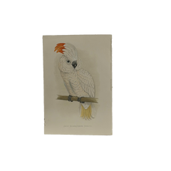 19th Century English Color Parrot Bird Print, Parrots in Captivity, 1884–1887