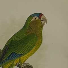 19th Century English Color Parrot Bird Print, Parrots in Captivity, 1884–1887