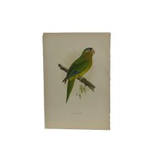 19th Century English Color Parrot Bird Print, Parrots in Captivity, 1884–1887