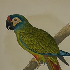 19th Century English Color Parrot Bird Print, Parrots in Captivity, 1884–1887