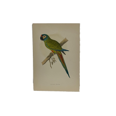 19th Century English Color Parrot Bird Print, Parrots in Captivity, 1884–1887