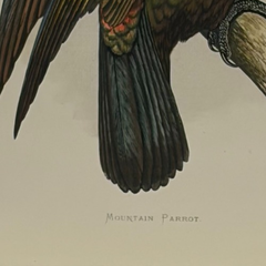 19th Century English Color Parrot Bird Print, Parrots in Captivity, 1884–1887