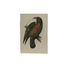 19th Century English Color Parrot Bird Print, Parrots in Captivity, 1884–1887