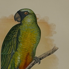 19th Century English Color Parrot Bird Print, Parrots in Captivity, 1884–1887
