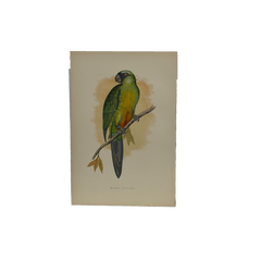 19th Century English Color Parrot Bird Print, Parrots in Captivity, 1884–1887