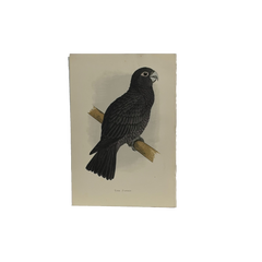 19th Century English Color Parrot Bird Print, Parrots in Captivity, 1884–1887