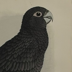 19th Century English Color Parrot Bird Print, Parrots in Captivity, 1884–1887