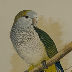 19th Century English Color Parrot Bird Print, Parrots in Captivity, 1884–1887