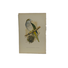 19th Century English Color Parrot Bird Print, Parrots in Captivity, 1884–1887