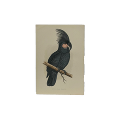19th Century English Color Parrot Bird Print, Parrots in Captivity, 1884–1887