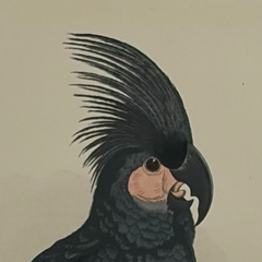 19th Century English Color Parrot Bird Print, Parrots in Captivity, 1884–1887