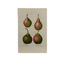 Early 19th Century French Hand-Colored Botanical Fruit Engraving, French