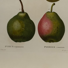 Early 19th Century French Hand-Colored Botanical Fruit Engraving, French