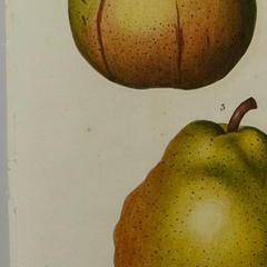 Early 19th Century French Hand-Colored Botanical Fruit Engraving, French