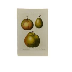 Early 19th Century French Hand-Colored Botanical Fruit Engraving, French