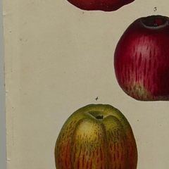 Early 19th Century French Hand-Colored Botanical Fruit Engraving, French