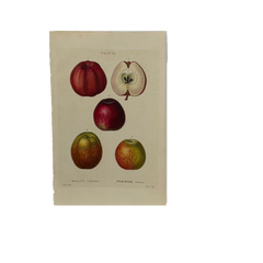 Early 19th Century French Hand-Colored Botanical Fruit Engraving, French