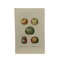 Early 19th Century French Hand-Colored Botanical Fruit Engraving, French