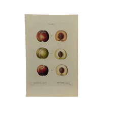Early 19th Century French Hand-Colored Botanical Fruit Engraving, French