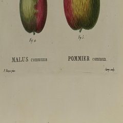 Early 19th Century French Hand-Colored Botanical Fruit Engraving, French