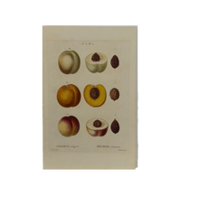 Early 19th Century French Hand-Colored Botanical Fruit Engraving, French