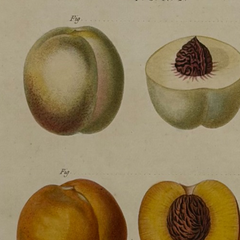 Early 19th Century French Hand-Colored Botanical Fruit Engraving, French